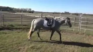 Roxanne half Arab sportpony