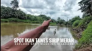 PERDANA ‼️Kita Coba Umpan Putaso Untuk Mancing Ikan Tawes