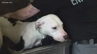 Five arrested in Bibb County animal hoarding case, 20 dogs and 8 cats rescued
