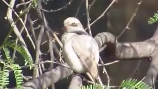 Common Woodshrike