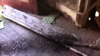 Abandoned farm house in chapman valley, haunted by birds