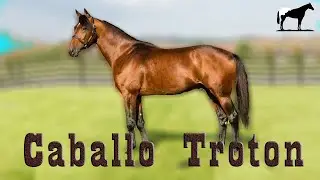 El StandardBred Americano🐴-Del Cerro Soy