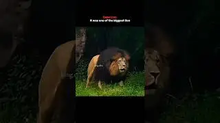 Cape Lion Most Powerful Lion In History