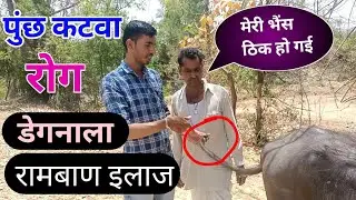 Treatment for drying of tail of cow and buffalo | Degnala disease in cattle | Treatment of Degnal...