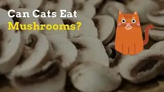 Can Cats Eat Mushrooms | Are These Good or Bad for Your Cat