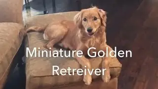 Miniature Golden Retriever