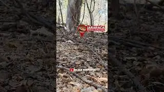 EMBOSCADA da cobra jararaca!