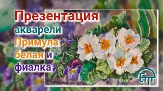 Презентация акварели. Примула белая и фиалка