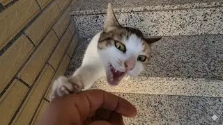 The moment it sensed another cat’s scent on my hand, jealousy drove it crazy and it attacked.