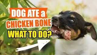 WHAT do I Do If My DOG ATE a CHICKEN Bone?🐶🍗