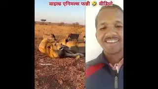 Wild Animals funny 🤣 video ‼️ youtube Short video ‼️ instagram video ‼️ Part --2