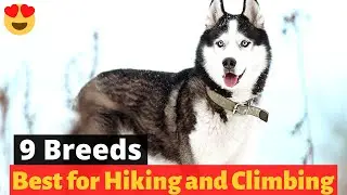 9 Best Dog Breeds for Hiking and Climbing 🐕 🐶