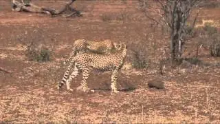 African Wildlife Stock footage - Photos of Africa