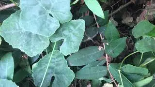Big ANT Attack #5