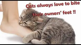 Cats always love to bite their owners' feet !