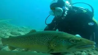 PADI OPEN WATER ADVANCED COURSE AT CAPENWRAY |  DIVING WITH STURGEON AND TROUT 🤿🐟