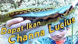 MANCING DAPAT IKAN BUJUK CHANNA LUCIUS