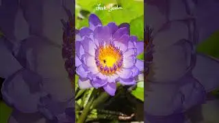 Purple Lotus Symbolism: Spiritual Awakening, Mysticism, and Self-Enlightenment  #lotus #purplelotus