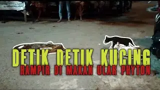 Detik Detik seekor kucing hampir di makan ular jenis Phyton