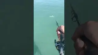 Lucky Day!! Nightcliff Jetty Fishing | Darwin NT