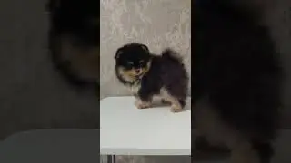 #животные #spits #шпиц #spitz #померанский #померанскийщпиц #щенок #мишка #шпицуля #