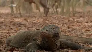 Indonesien   ungez&auml;hmt 5/5   Im Land der Drachen