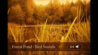 Australian Forest 4K 🌿🕊️ | 3 Hours of Nature Ambience with Bird Sounds for Relaxation & Sleep