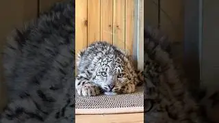 &ldquo;Timid Snow Leopard.&rdquo;#shorts #animals #cute #snowleopards