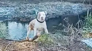 No filter: Life with bulldogs  is live