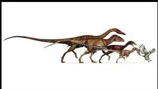 Dinosaur to Bird Evolution & Fossil Record Validity...🦕➡️🐤 What Does The Evidence Really Say?