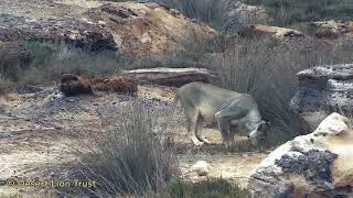 Lioness Xpl-108 drinking from a beautiful spring a short distance from the ocean.