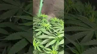 Mr. Stanky Gobsmacked genetics