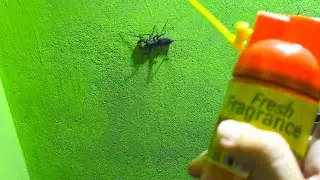 Killing Insects With Hit