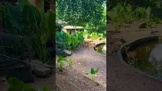 Sri Lankan Deer Relaxing in the Wild 🦌 #shorts #nature #srilankananimals
