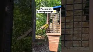 KingsYard Suet Feeder