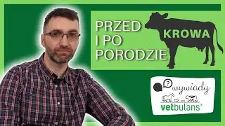 Poród u krowy? 🐄  Śmiertelne zagrożenie ☠️ dobrze się przygotuj! | Tłusta krowa to pewne kłopoty!