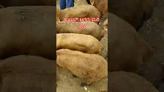 Hunasgi Tagaru Mari Sante 🐏! Hunasgi sheep video #ರೈತ #sheep #shorts #sheepfarming #sheephusbandry