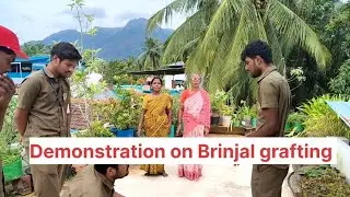 Demonstration of grafting in brinjal for pest and disease resistance and yield improvement 