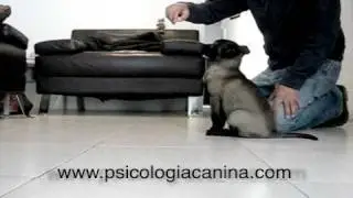 Malinois Empezando el sentado primera vez cachorro mes y medio 