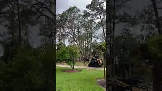 knocking down pines with the Gyro-Trac 500hf