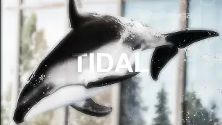 𝑻𝒊𝒅𝒂𝒍