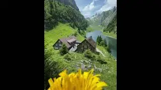 switzerland best green nature relaxing videoshorts #shorts #relaxingsoothen #nature #greengrass