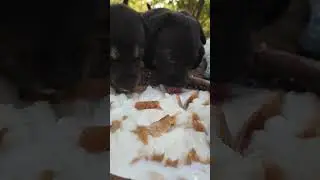 puppy feeding daily routine 🐕 #dog #dogs #dogsofyoutube #dogshorts