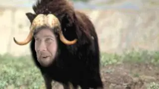 Eye of Science Musk Ox