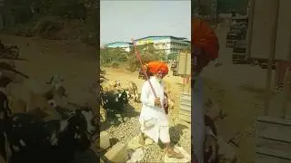 Indian goat/Menda is walking on the railway tracks #ytshorts #shorts#youtubeshorts#shorts feed#viral