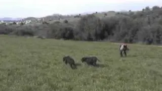 Hunting quail in Hellas with Aoos Gordon Setter