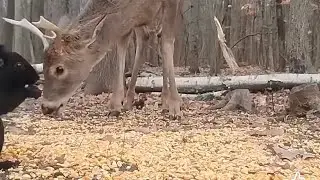 Animal ASMR. Backyard Wildlife live cam. lots of action. please enjoy and like, subscribe, and say 👋