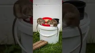 Funny! Rice bait magic, mice drop like never seen before #viral #bait #rodents