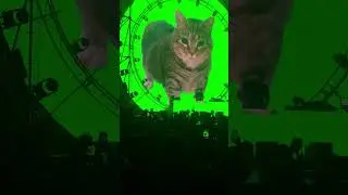 #spinningcat #oiacat #electronicmusic 🐈 😻 🐈&zwj;⬛️ 😺 🐱 #cat #kitty #oiacat #oiiaoiia