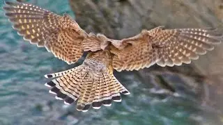 Kestrel Hunting and Hovering - Faucon Crécerelle Vol Stationnaire